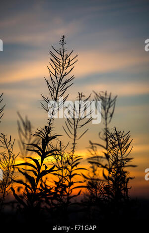Rosebay Weidenröschen Samenköpfe Silhouette gegen Sonnenuntergang Himmel. Stockfoto