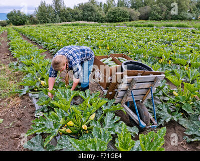 Bauer Ernte Reife zucchini Gemüse. Stockfoto