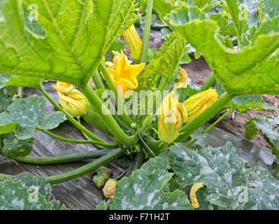Zucchini Pflanze mit Früchten, weibliche & männliche Blüten