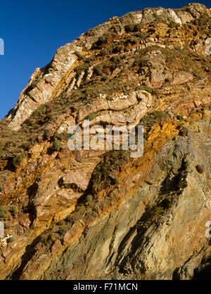 Detail der Faltung in dem dramatisch farbige Felsen oberhalb der Südstrand, Porth Saint, Rhoscolyn, heilige Insel, Anglesey, North Wales, UK Stockfoto
