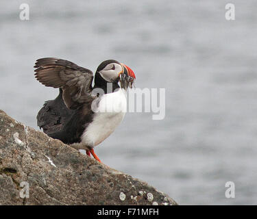 31. Juli 2015 - Grimsey Island, Island - die Papageitaucher (Fratercula Arctica), ein nationales Symbol in Island, fotografiert auf der Insel Grimsey 40 km (24,8 km) vor der wichtigsten Insel Island, beiderseits des Polarkreises, ein beliebtes Touristenziel für die Vogelbeobachtung. Ein Mitglied der Familie Auk, am häufigsten in Island, Papageientaucher ernähren sich hauptsächlich von kleinen Fischen und können bis zu zehn Fische zu einem Zeitpunkt in ihre Rechnungen tragen. (Kredit-Bild: © Arnold Drapkin über ZUMA Draht) Stockfoto