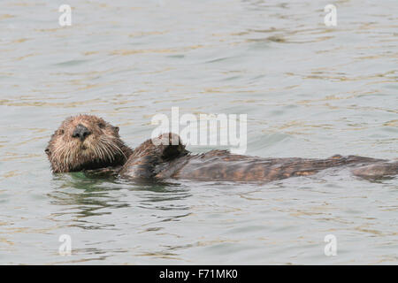 Sea Otter - Elkhorn Slough, Moss Landing, Kalifornien Stockfoto