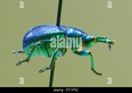 Hazel Leaf-Roller auf eine Entomologische Pin Rüsselkäfer. Stockfoto