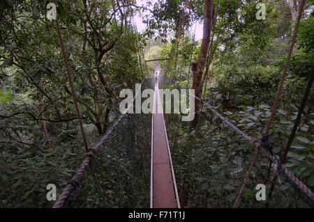 Hängebrücke in Kuala Tahan, Dschungel Taman Negara Nationalpark, Malaysia, Asien Stockfoto