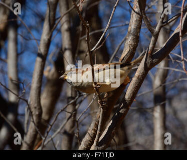Männlicher Haussperling Stockfoto