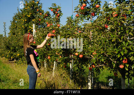 Mädchen pflücken Äpfel im Apfelgarten im Herbst Stockfoto