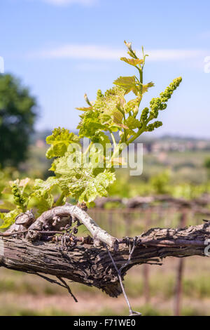 Junge Trauben Knospe an einem italienischen Weinberg Stockfoto