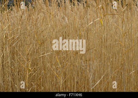 Dicken hohen Trockenrasen von goldener Farbe mit Rispen im Herbst wild Feld ap natürlichen Hintergrund. Stockfoto