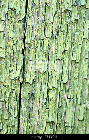 Dunkel grünes Holz. Natürliche Textur Hintergrund Stockfoto