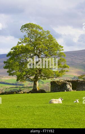 Der Lake District National Park. Baum mit Federblättern und Schaf mit Lamm im Bereich von Trockenmauer. Warnell fiel, Cumbria. Stockfoto