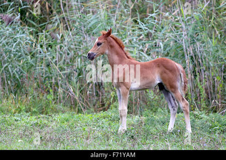 Schöne paar Wochen alten arabischen Colt Sommerweide Weiden Stockfoto