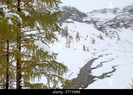 Lärchenwald im Fleißtal, Nationalpark Hohe Tauern, Österreich, Europa Stockfoto