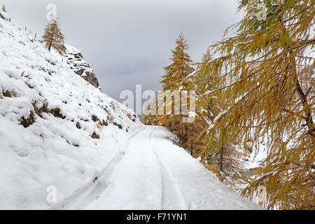 Lärchenwald im Fleißtal, Nationalpark Hohe Tauern, Österreich, Europa Stockfoto