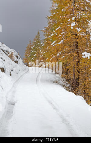 Lärchenwald im Fleißtal, Nationalpark Hohe Tauern, Österreich, Europa Stockfoto