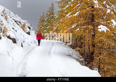 Lärchenwald im Fleißtal, Nationalpark Hohe Tauern, Österreich, Europa Stockfoto