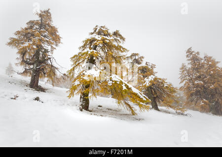 Lärchenwald im Fleißtal, Nationalpark Hohe Tauern, Österreich, Europa Stockfoto