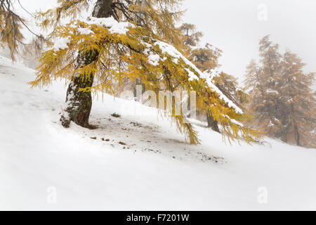 Lärchenwald im Fleißtal, Nationalpark Hohe Tauern, Österreich, Europa Stockfoto