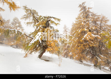 Lärchenwald im Fleißtal, Nationalpark Hohe Tauern, Österreich, Europa Stockfoto