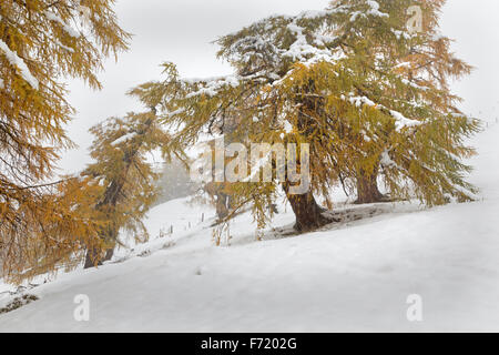 Lärchenwald im Fleißtal, Nationalpark Hohe Tauern, Österreich, Europa Stockfoto