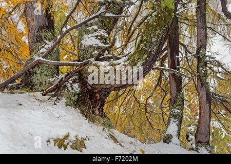 Lärchenwald im Fleißtal, Nationalpark Hohe Tauern, Österreich, Europa Stockfoto