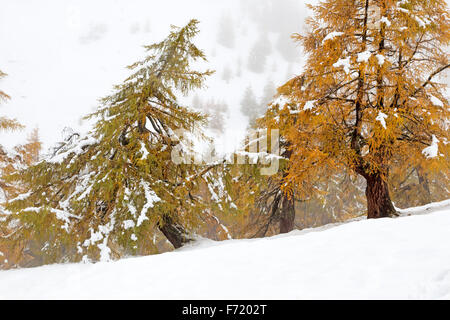 Lärchenwald im Fleißtal, Nationalpark Hohe Tauern, Österreich, Europa Stockfoto