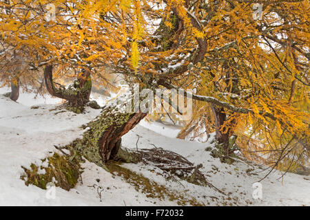 Lärchenwald im Fleißtal, Nationalpark Hohe Tauern, Österreich, Europa Stockfoto