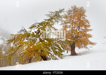 Lärchenwald im Fleißtal, Nationalpark Hohe Tauern, Österreich, Europa Stockfoto