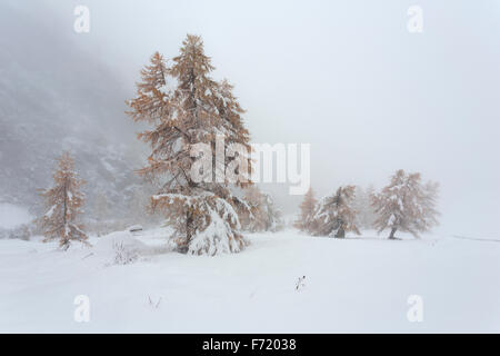 Lärchenwald im Kalser Tal, Nationalpark Hohe Tauern, Österreich, Europa Stockfoto