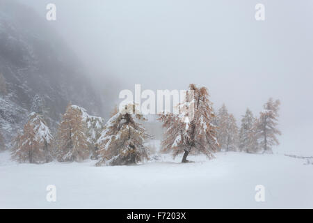 Lärchenwald im Kalser Tal, Nationalpark Hohe Tauern, Österreich, Europa Stockfoto