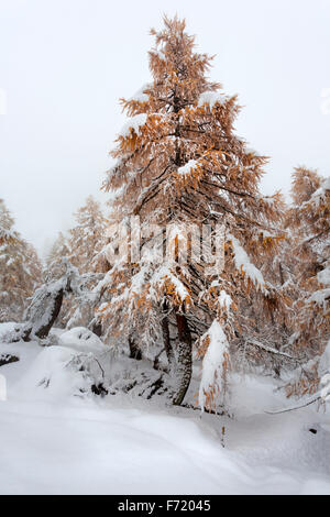 Lärchenwald im Kalser Tal, Nationalpark Hohe Tauern, Österreich, Europa Stockfoto