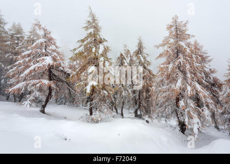 Lärchenwald im Kalser Tal, Nationalpark Hohe Tauern, Österreich, Europa Stockfoto