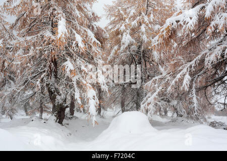 Lärchenwald im Kalser Tal, Nationalpark Hohe Tauern, Österreich, Europa Stockfoto