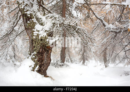 Lärchenwald im Kalser Tal, Nationalpark Hohe Tauern, Österreich, Europa Stockfoto