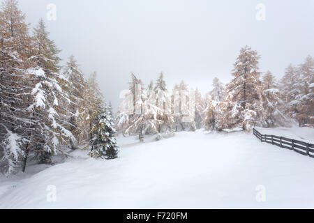 Lärchenwald im Kalser Tal, Nationalpark Hohe Tauern, Österreich, Europa Stockfoto