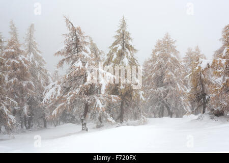 Lärchenwald im Kalser Tal, Nationalpark Hohe Tauern, Österreich, Europa Stockfoto