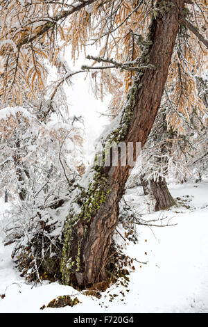 Lärchenwald im Kalser Tal, Nationalpark Hohe Tauern, Österreich, Europa Stockfoto