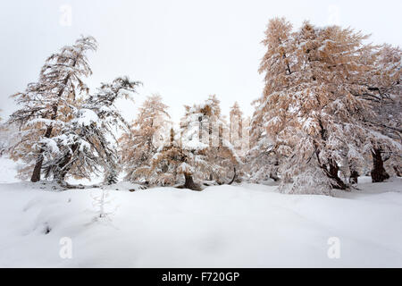 Lärchenwald im Kalser Tal, Nationalpark Hohe Tauern, Österreich, Europa Stockfoto