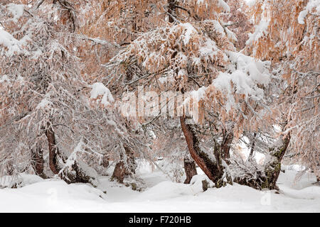 Lärchenwald im Kalser Tal, Nationalpark Hohe Tauern, Österreich, Europa Stockfoto