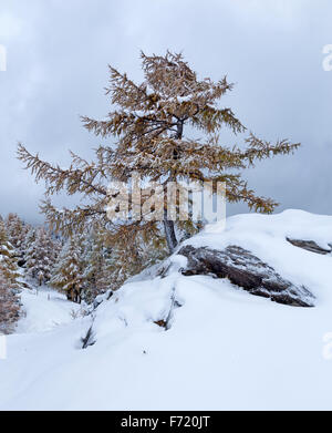 Lärche in der Nähe von Großglockner High Alpine Road, Hohe Tauern, Österreich, Europa Stockfoto