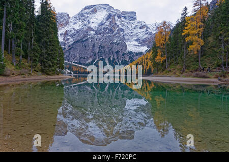 Lärchen mit herbstlichen Verfärbung, Reflexionen im Pragser Wildsee oder See Prags, Dolomiten, Südtirol, Italien, Europa Stockfoto