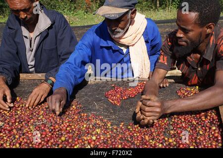 Mitarbeiter der Banko Gotiti kooperative sortieren reife Beeren Yirgacheffe Kaffee frisch geerntet zur Trocknung 22. Januar 2012 in Gedeb, Äthiopien. Stockfoto