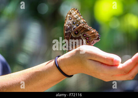 Schmetterling auf der Hand sitzen Stockfoto
