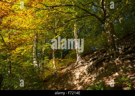Gefleckte Sonnenlicht auf Buche Bäume im Herbst. Stockfoto