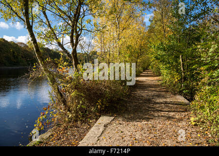 Fußweg auf Etherow Landschaftspark, Stockport mit lebendigen Herbstfarben in den Bäumen und einem tiefblauen Himmel. Stockfoto