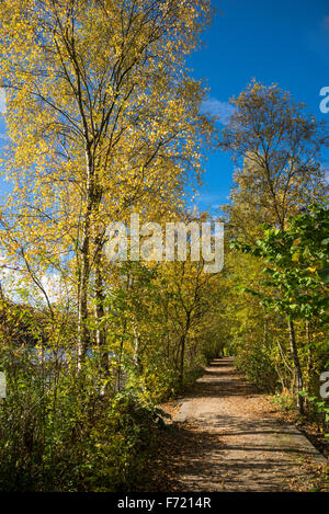 Fußweg auf Etherow Landschaftspark, Stockport mit lebendigen Herbstfarben in den Bäumen und einem tiefblauen Himmel. Stockfoto