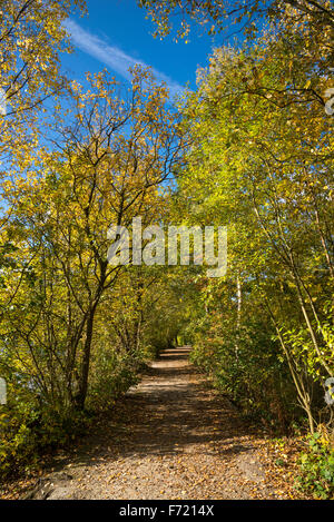 Fußweg auf Etherow Landschaftspark, Stockport mit lebendigen Herbstfarben in den Bäumen und einem tiefblauen Himmel. Stockfoto