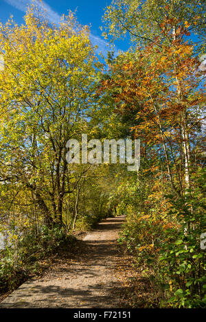 Fußweg auf Etherow Landschaftspark, Stockport mit lebendigen Herbstfarben in den Bäumen und einem tiefblauen Himmel. Stockfoto