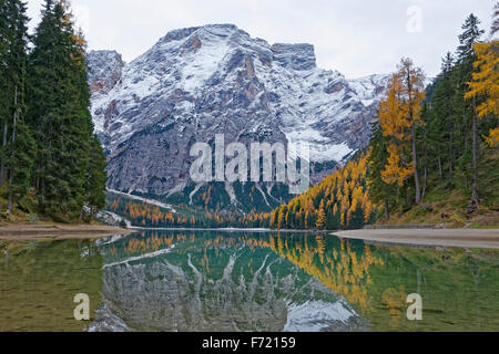 Lärchen mit herbstlichen Verfärbung, Reflexionen im Pragser Wildsee oder See Prags, Dolomiten, Südtirol, Italien, Europa Stockfoto