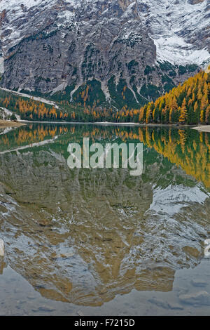Lärchen mit herbstlichen Verfärbung, Reflexionen im Pragser Wildsee oder See Prags, Dolomiten, Südtirol, Italien, Europa Stockfoto