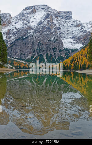 Lärchen mit herbstlichen Verfärbung, Reflexionen im Pragser Wildsee oder See Prags, Dolomiten, Südtirol, Italien, Europa Stockfoto